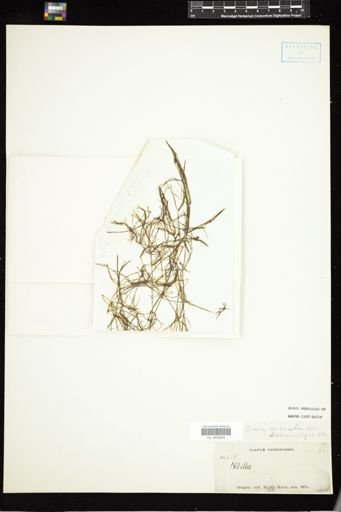 Chara coronata schweinitzii