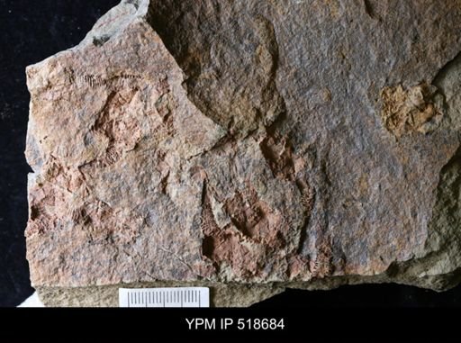 Macrocystella sp.