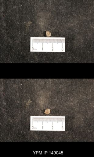 Glabrocingulum grayvillense