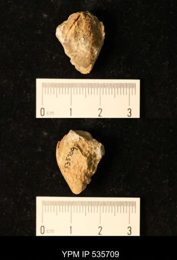 Pentremites pyriformis