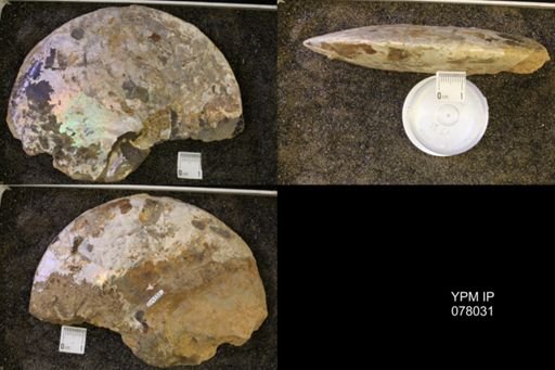 undet. Sphenodiscidae