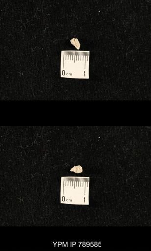undet. Bryozoa
