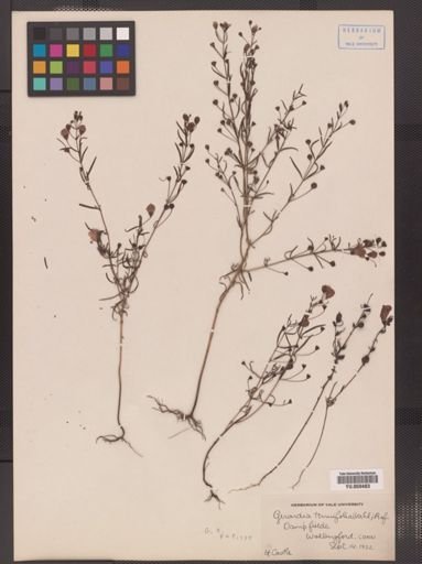 Agalinis tenuifolia