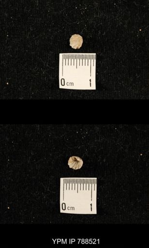 undet. Brachiopoda