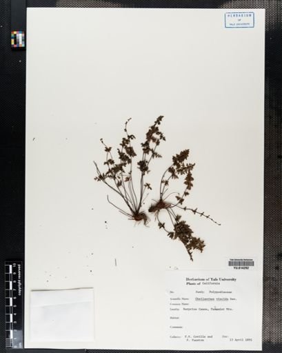 Cheilanthes