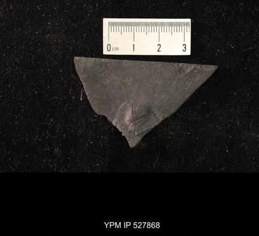 Phyllocarida