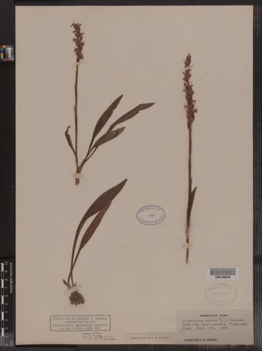 Spiranthes cernua