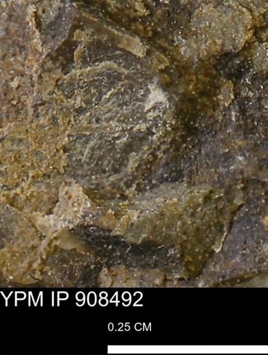 undet. Mollusca