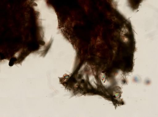 Halichondria