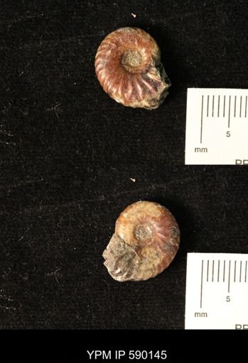 Discoscaphites sp.