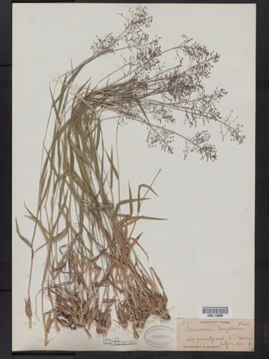 Panicum columbianum tsugetorum