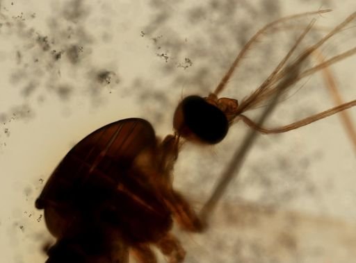 Anopheles