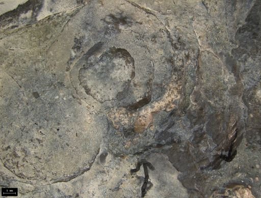 Aplocoma damesii