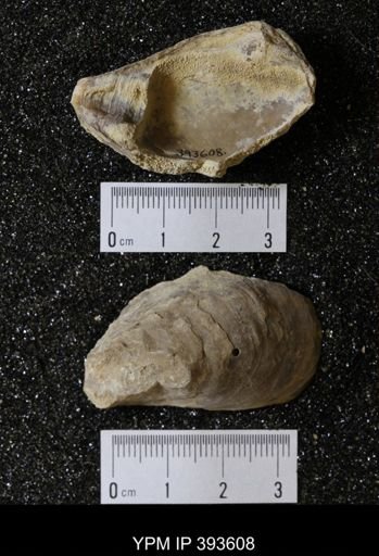 Ostrea glabra