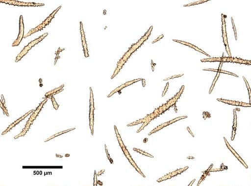 Thesea gemmata