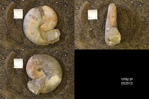 Hoploscaphites nicolletii