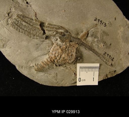 Crinoidea