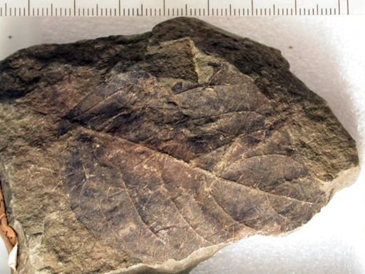 Angiospermopsida
