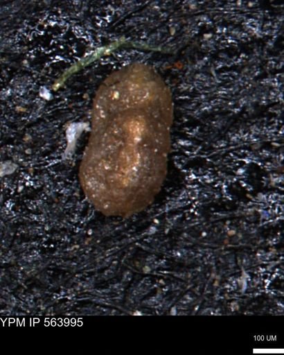 Ammobaculites euides