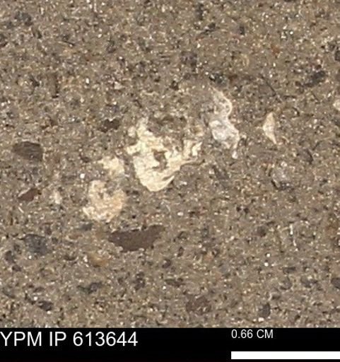 Scaphites sp.