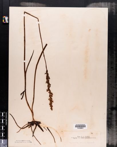 Spiranthes cernua