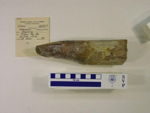 Aphelops malacorhinus