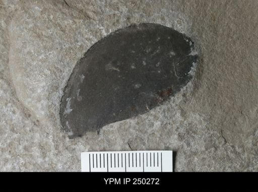 undet. Eurypterida