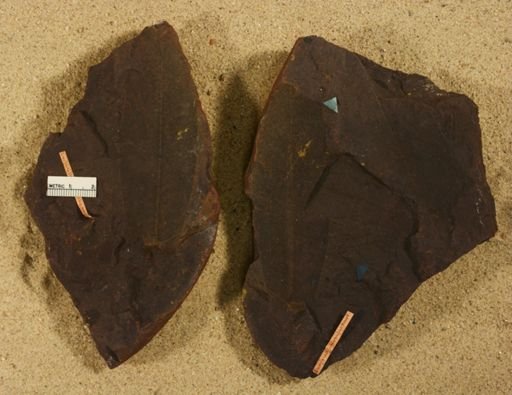 Carpolithus hirsutus