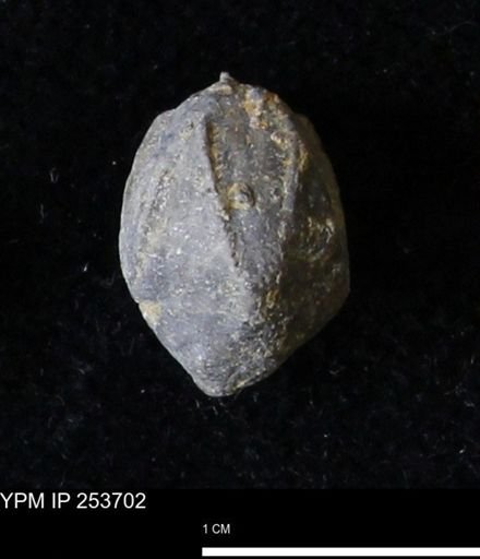 Pentremites sp.