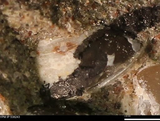 Corbulamella gregaria
