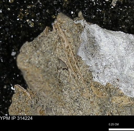 undet. Scaphopoda