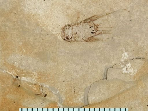 undet. Gryllidae