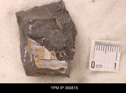 undet. Scaphitidae
