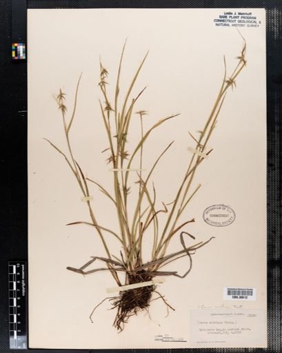 Carex collinsii