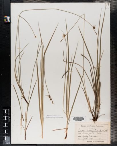 Carex