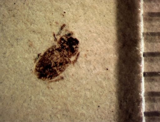 undet. Coleoptera
