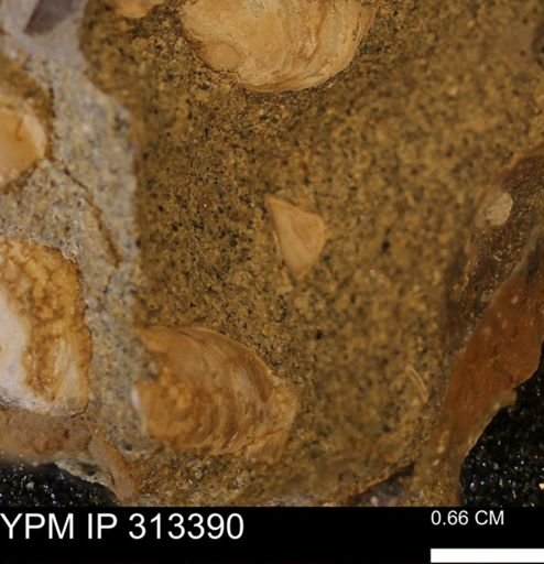 Corbicula sp.