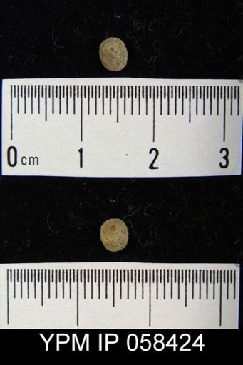 Pholidops ovata
