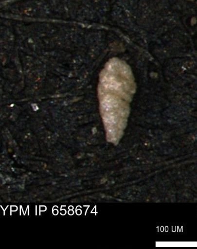 Verneuilinoides kansasensis