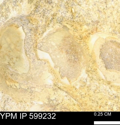 undet. Bryozoa