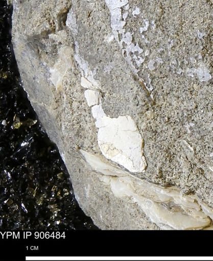 undet. Mollusca