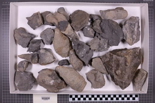 mixed taxa, stratigraphic collection