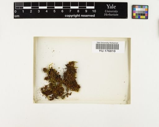 Plantae