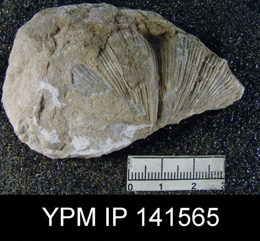 Spirifer (Neospirifer) musakheylensis