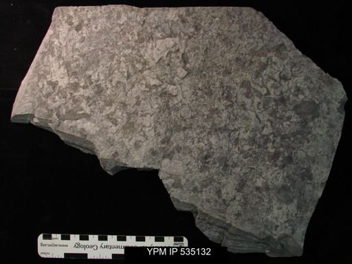 undet. Eurypterida