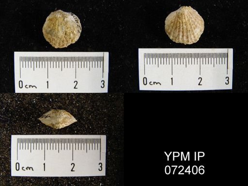 Atrypa tennesseensis