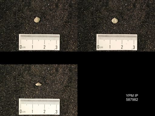 Zygospira modesta