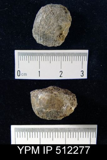 Diaphragmus elegans?