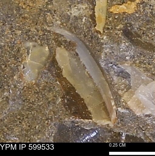 Protocardia subquadrata