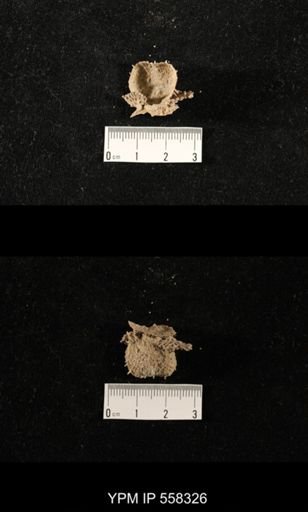 Ctenolosia?